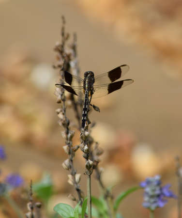 Dragonflies in the Gardenの写真素材