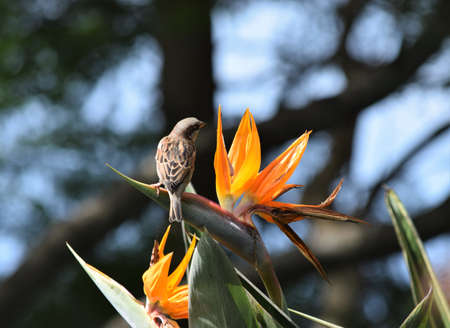 Song Birdsの写真素材