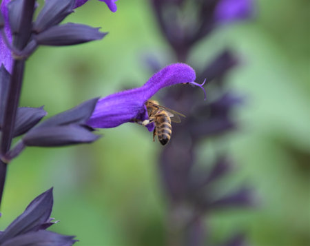 Purple Salvia with a Beeの写真素材
