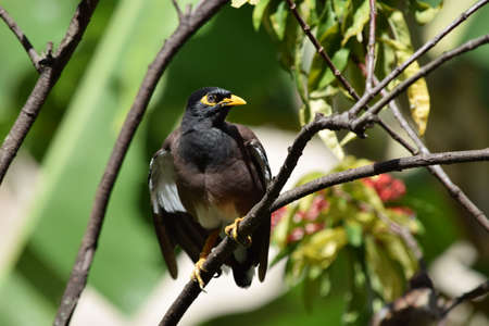 The Indian Myna is a bird in the Acridotheres tristis family.