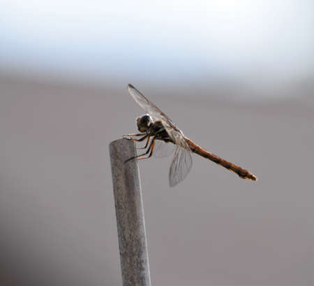 Dragonflies in the Gardenの写真素材