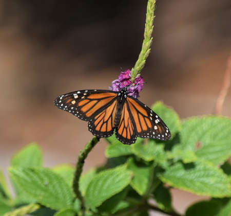 A monarch butterfly, Danaus plexippus, is sitting on a purple flower.