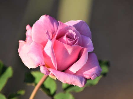 Pink Roseの写真素材