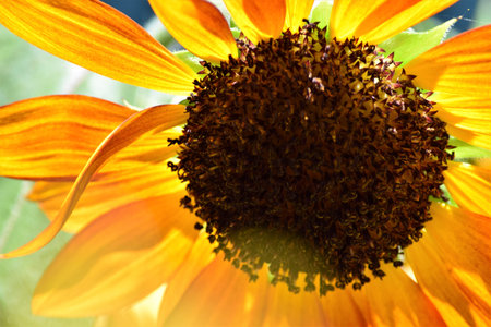 Sunflowerの写真素材