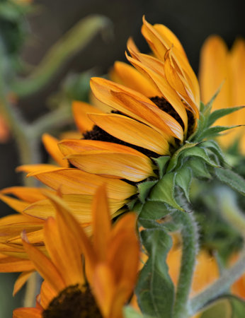 Sunflowerの写真素材