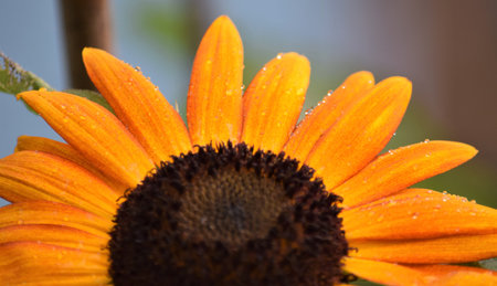 Sunflowerの写真素材