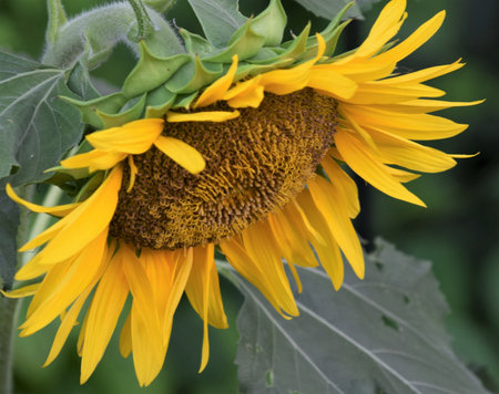 Blooming Sunflowerの写真素材