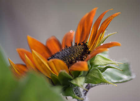 Autumn Sunflowerの写真素材