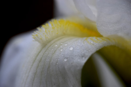 White Iris Lilyの写真素材