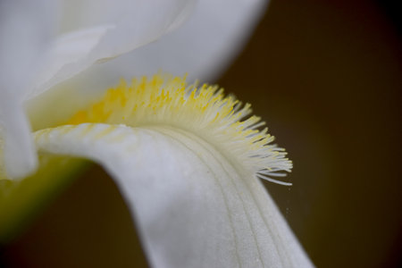 Close Up of a White Iris Lilyの写真素材