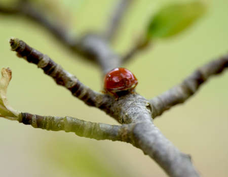 Ladybug on a Branchの写真素材