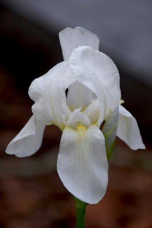 White Iris Lilyの写真素材