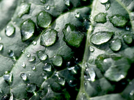 Water Drops on a Kale Leafの写真素材