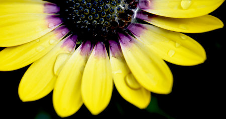 Yellow and Purple Daisy After the Rainの写真素材