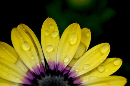 Yellow and Purple Daisy After the Rainの写真素材