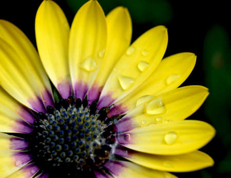 Yellow and Purple Daisy After the Rainの写真素材