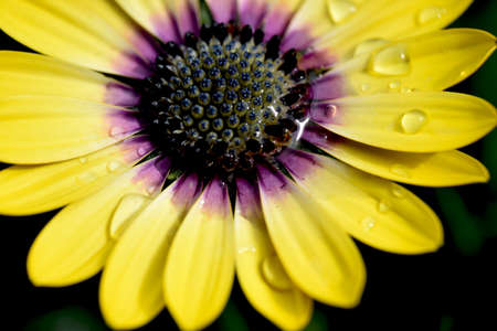 Yellow and Purple Daisy After the Rainの写真素材