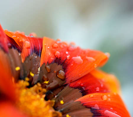 African Flake Daisy After the Rainの写真素材