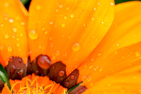African Flake Daisy After the Rainの写真素材