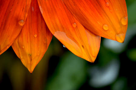 African Flake Daisy After the Rainの写真素材