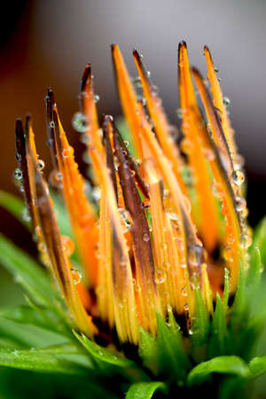 African Flake Daisy After the Rainの写真素材