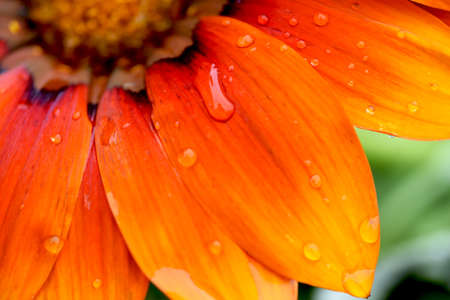 African Flake Daisy After the Rainの写真素材