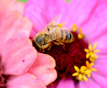 Pink Zinnia with Pollinatorsの写真素材