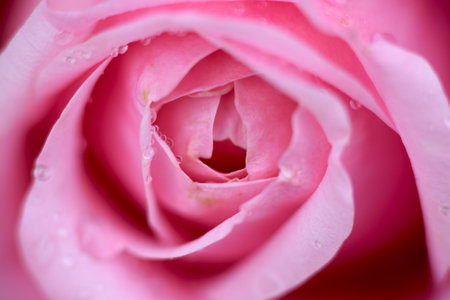 Rose Petalsの写真素材