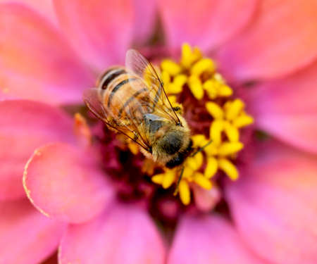 Pink Zinnia with Pollinatorsの写真素材
