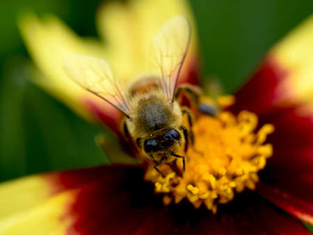 Coreopsis Flower with Honey Beeの写真素材