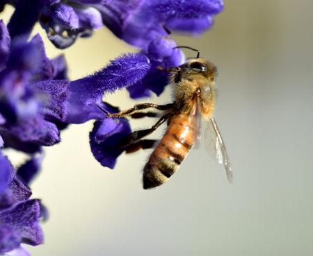 Bees on Big Blue Salviaの写真素材