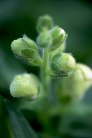 Snapdragonsの写真素材