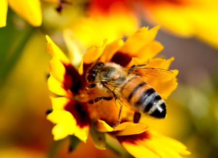 Coreopsis Flower with Honey Beeの写真素材