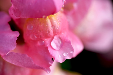 Snapdragonsの写真素材