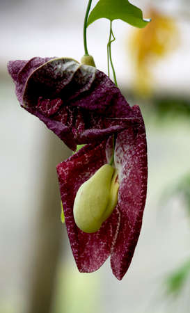 Dutchman's Pipe Vineの写真素材