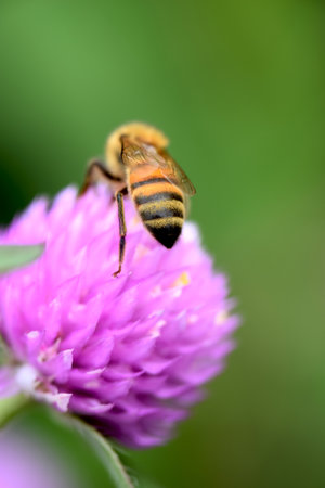 Bee on Globe Amaranth (Gomphrena globosa)の写真素材