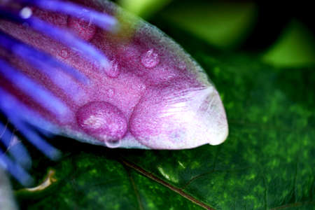 Close up of a Passion Fruit Flower Petal After the Rainの写真素材