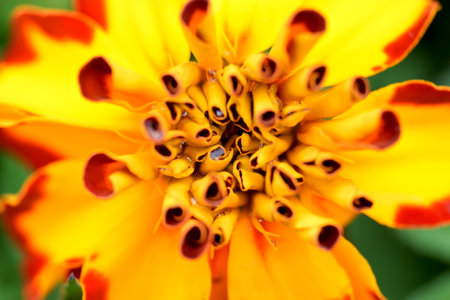 Close up of Marigold Flowerの写真素材