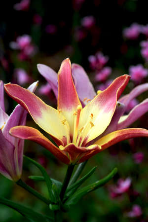 Pink and Yellow Lily in Bloomの写真素材