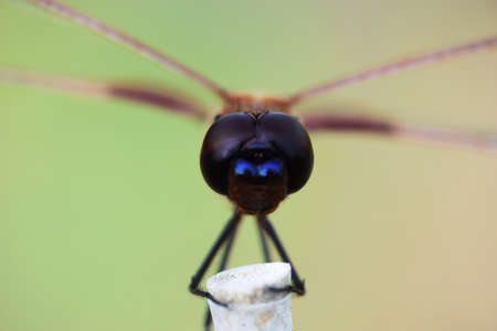 Dragonfly in the Garden, Front Facing, Shallow Depth of Field