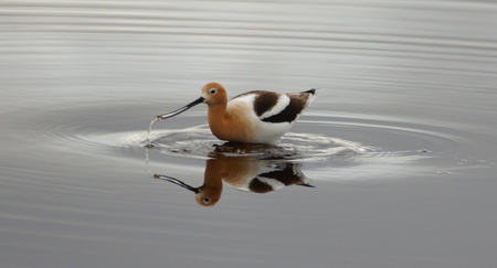 Bird floating on a lake with clear reflectionの写真素材