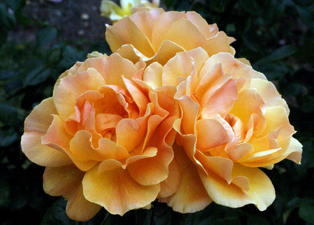 Three yellow roses closeup green backgroundの写真素材