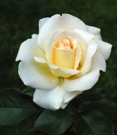 White rose with pale color in center and dark green backgroundの写真素材