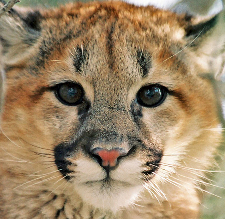 Closeup of young cougar catの写真素材