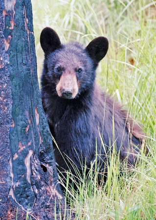 Bear by treeの写真素材
