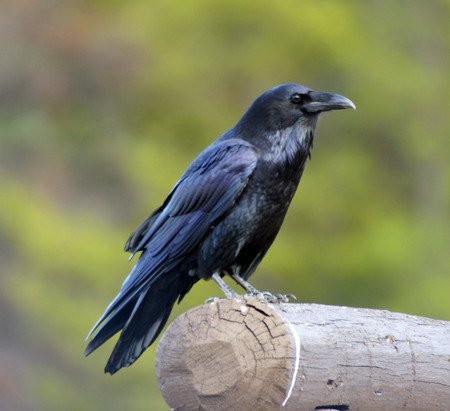 bird on postの写真素材