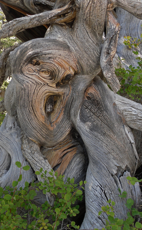 Tree with twisted branchesの写真素材