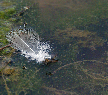 White feather floating in dark green waterの写真素材