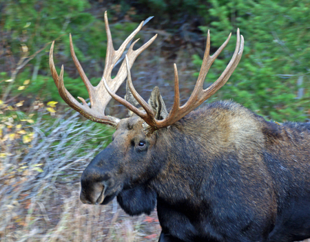 Moose in front of treesの写真素材