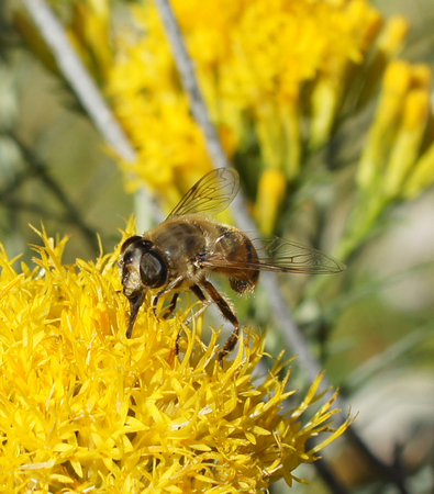 Bee closeup on yellow flowerの写真素材